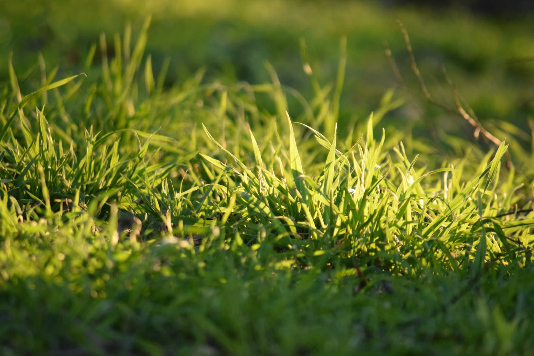 Close-up of grass blades backlit by golden-hour sunlight