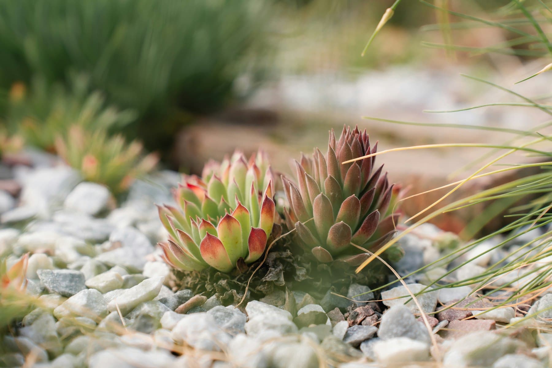 Water-wise park strip with gravel, ornamental grasses and drought-tolerant plants